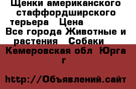 Щенки американского стаффордширского терьера › Цена ­ 20 000 - Все города Животные и растения » Собаки   . Кемеровская обл.,Юрга г.